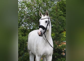 KWPN, Merrie, 4 Jaar, 170 cm, Wit