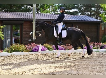 KWPN, Merrie, 4 Jaar, 170 cm, Zwart