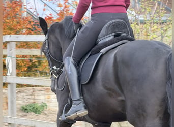 KWPN, Merrie, 4 Jaar, 170 cm, Zwart
