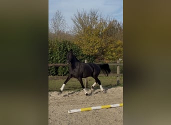 KWPN, Merrie, 4 Jaar, 170 cm, Zwart