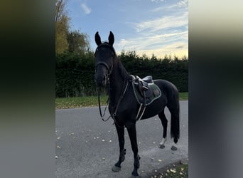 KWPN, Merrie, 4 Jaar, 170 cm, Zwart