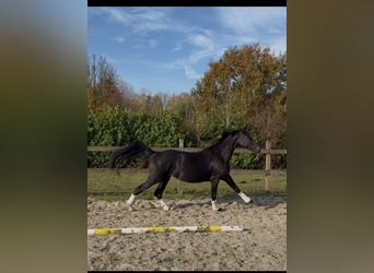 KWPN, Merrie, 4 Jaar, 170 cm, Zwart