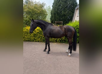 KWPN, Merrie, 4 Jaar, 170 cm, Zwart