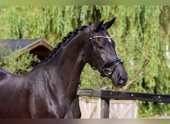 KWPN, Merrie, 4 Jaar, 170 cm, Zwart