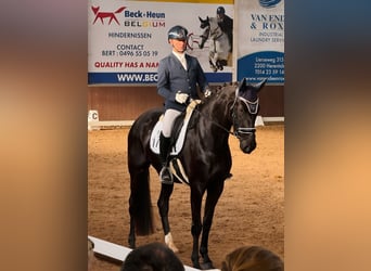 KWPN, Merrie, 4 Jaar, 170 cm, Zwartbruin