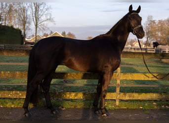 KWPN, Merrie, 4 Jaar, 170 cm, Zwartbruin