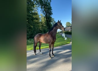 KWPN, Merrie, 4 Jaar, 171 cm, Donkerbruin