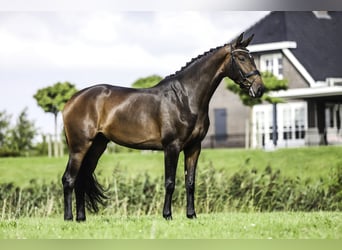 KWPN, Merrie, 4 Jaar, 171 cm, Donkerbruin