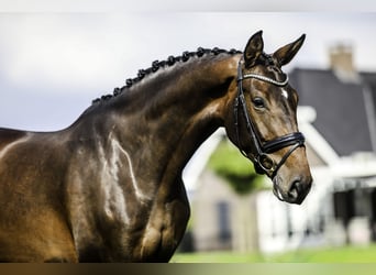 KWPN, Merrie, 4 Jaar, 171 cm, Donkerbruin