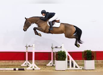 KWPN, Merrie, 4 Jaar, 172 cm, Bruin