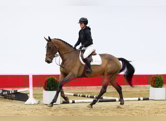 KWPN, Merrie, 4 Jaar, 172 cm, Bruin