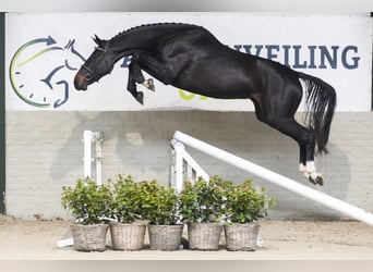 KWPN, Merrie, 4 Jaar, 172 cm, Donkerbruin