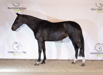 KWPN, Merrie, 4 Jaar, 172 cm, Donkerbruin