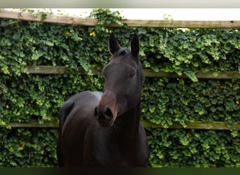 KWPN, Merrie, 4 Jaar, 172 cm, Donkerbruin