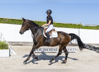 KWPN, Merrie, 4 Jaar, 172 cm, Donkerbruin