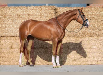 KWPN, Merrie, 4 Jaar, 172 cm, Vos