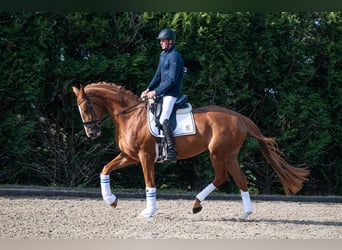 KWPN, Merrie, 4 Jaar, 172 cm, Vos