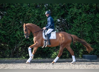 KWPN, Merrie, 4 Jaar, 172 cm, Vos