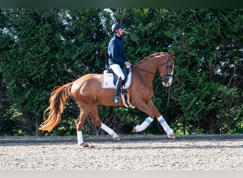 KWPN, Merrie, 4 Jaar, 172 cm, Vos