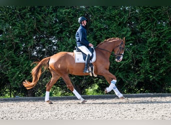 KWPN, Merrie, 4 Jaar, 172 cm, Vos