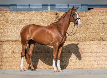KWPN, Merrie, 4 Jaar, 172 cm, Vos