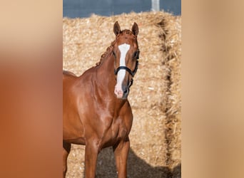 KWPN, Merrie, 4 Jaar, 172 cm, Vos