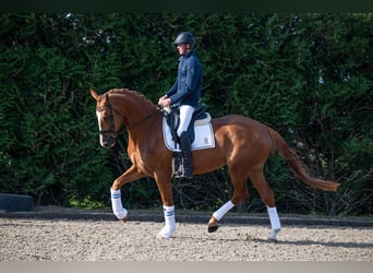KWPN, Merrie, 4 Jaar, 172 cm, Vos