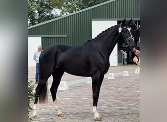 KWPN, Merrie, 4 Jaar, 172 cm, Zwart