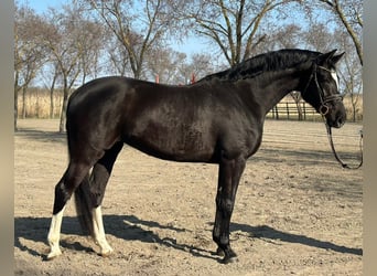 KWPN, Merrie, 4 Jaar, 172 cm, Zwart