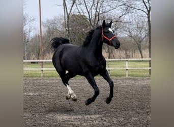 KWPN, Merrie, 4 Jaar, 172 cm, Zwart