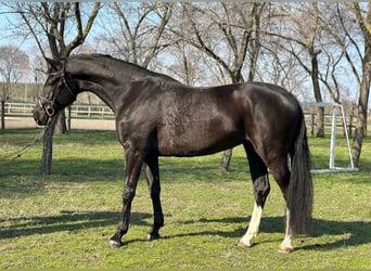 KWPN, Merrie, 4 Jaar, 172 cm, Zwart