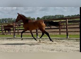 KWPN, Merrie, 4 Jaar, 173 cm, Bruin