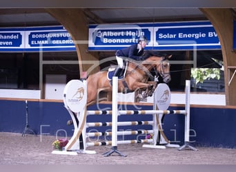 KWPN, Merrie, 4 Jaar, 173 cm, Bruin