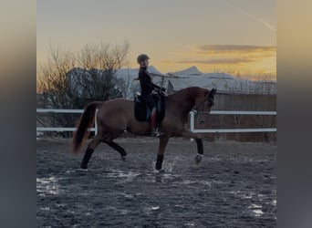 KWPN, Merrie, 4 Jaar, 173 cm, Donkere-vos