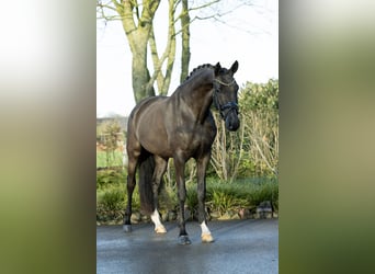 KWPN, Merrie, 4 Jaar, 173 cm, Zwart