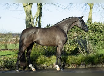 KWPN, Merrie, 4 Jaar, 173 cm, Zwart