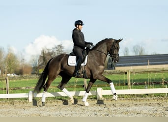 KWPN, Merrie, 4 Jaar, 173 cm, Zwart