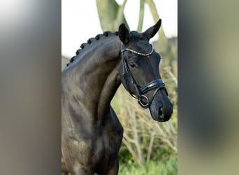 KWPN, Merrie, 4 Jaar, 173 cm, Zwart