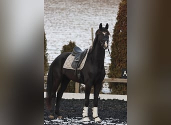 KWPN, Merrie, 4 Jaar, 173 cm, Zwartbruin