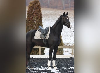 KWPN, Merrie, 4 Jaar, 173 cm, Zwartbruin