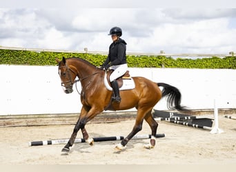 KWPN, Merrie, 4 Jaar, 174 cm, Bruin