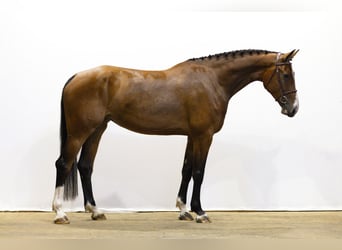 KWPN, Merrie, 4 Jaar, 174 cm, Bruin