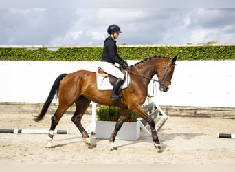 KWPN, Merrie, 4 Jaar, 174 cm, Bruin