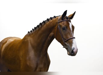 KWPN, Merrie, 4 Jaar, 174 cm, Bruin