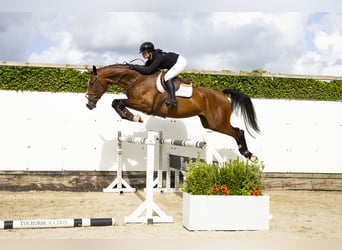 KWPN, Merrie, 4 Jaar, 174 cm, Bruin