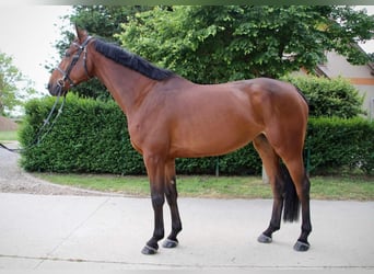 KWPN, Merrie, 4 Jaar, 174 cm, Roodbruin