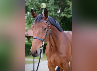 KWPN, Merrie, 4 Jaar, 174 cm, Roodbruin