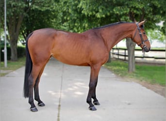 KWPN, Merrie, 4 Jaar, 174 cm, Roodbruin