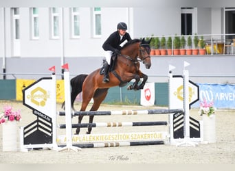 KWPN, Merrie, 4 Jaar, 174 cm, Roodbruin