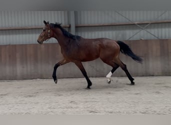 KWPN, Merrie, 4 Jaar, 175 cm, Bruin